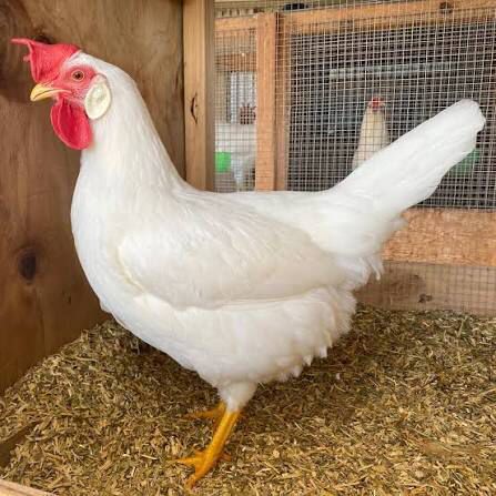 Legon chicken